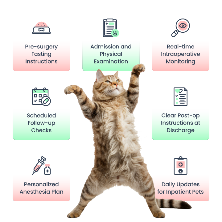 What to expect when your pet is goign throuh surgery