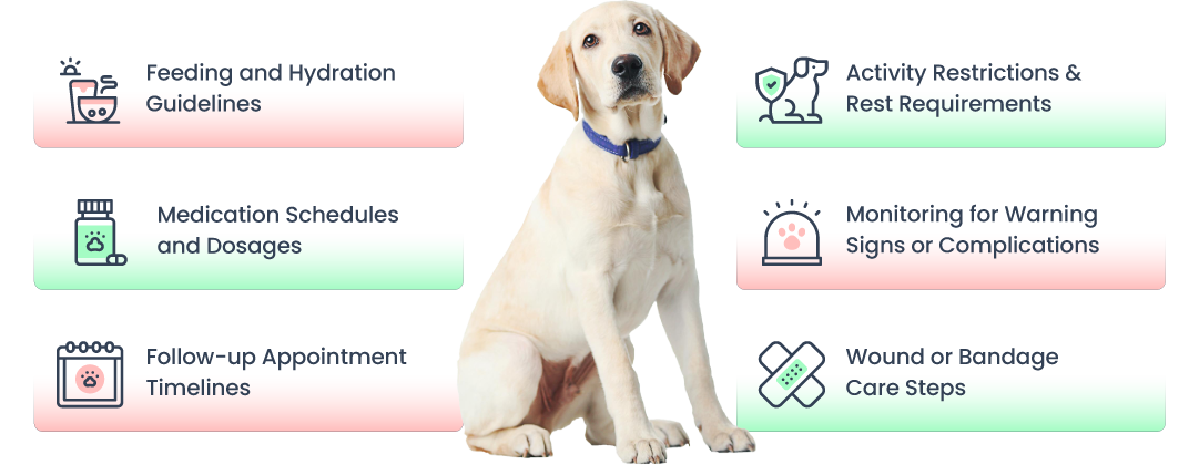 post operative and surgical care for pets