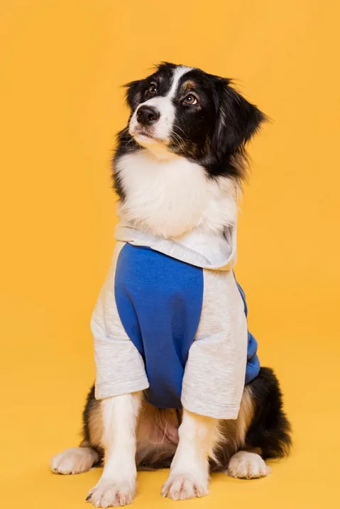Happy dog at Cessna Lifeline Veterinary Hospital