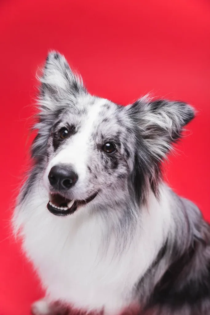 Border Collie dog cared for at Cessna Lifeline Veterinary Hospital