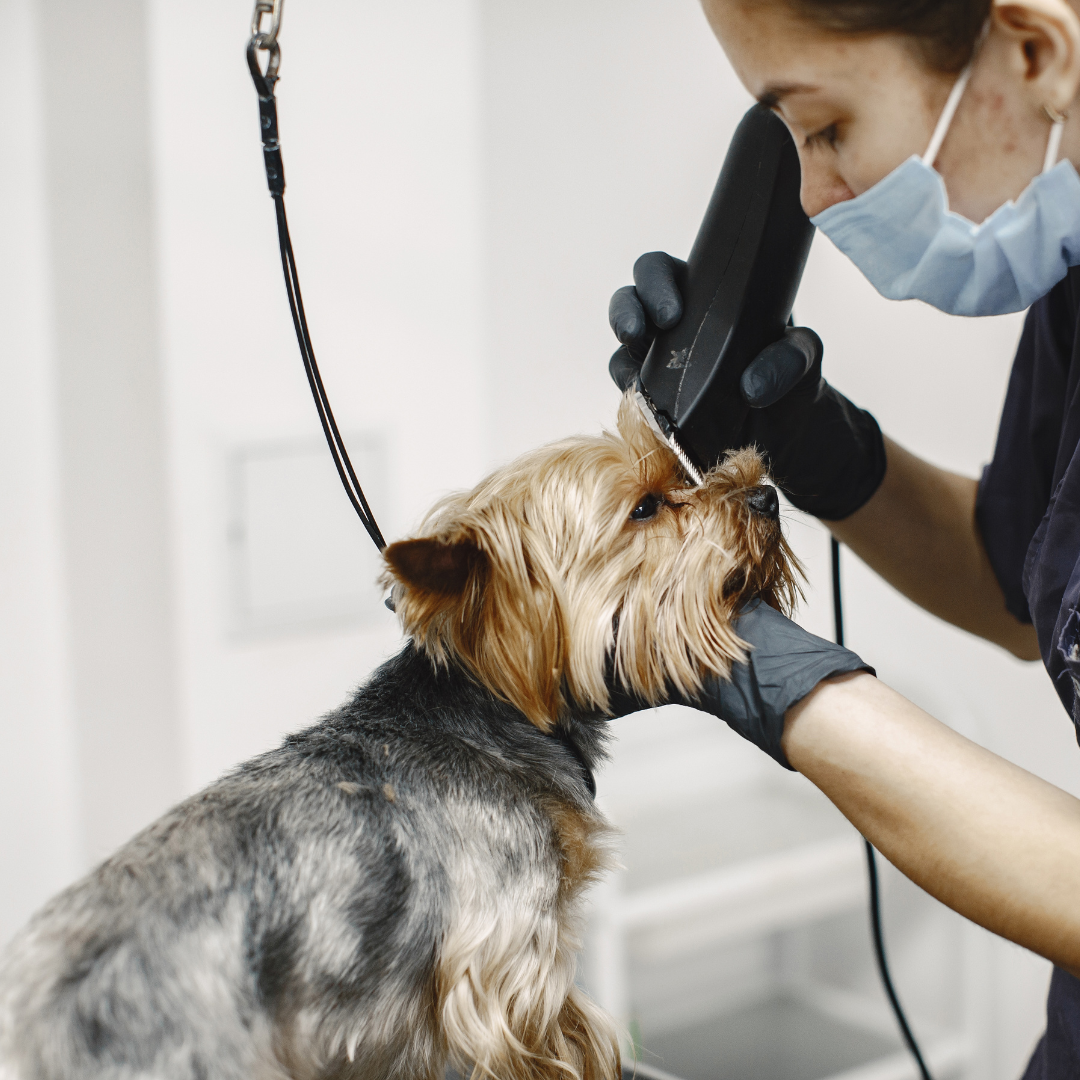 pet grooming